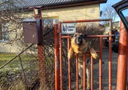 Latvijas Pasts calls on residents to fix their letter-boxes and keep an eye on their guard dogs – six postmen have already suffered from aggressive dogs this year