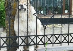 Latvijas Pasts calls on residents to fix their letter-boxes and keep an eye on their guard dogs so that postmen can deliver postal items safely